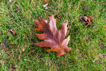 Autumn Oak Leaf on Grass