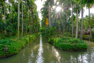 palm trees and canal in the park 