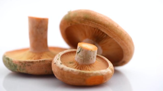 Raw wild Saffron milk cap mushrooms rotated on white background. Lactarius deliciosus. Rovellons, Niscalos. Organic fresh mushrooms closeup. 4K UHD video footage. 3840X2160