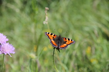 Papillon Petite Tortue