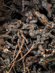 Season of pruning grape on a vineyard in France. Nature background from dry branches of grapevine. Old branches of the vine tree closeup, selective focus.