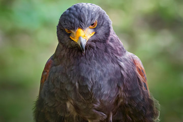 Wüstenbussard