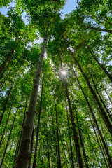 trees in the forest with sunlight