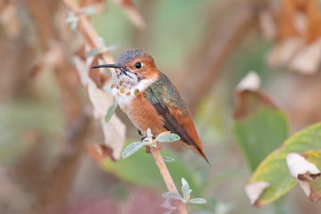 Close up photograph of a Allen's Hummingbird sitting on a branch in a tree