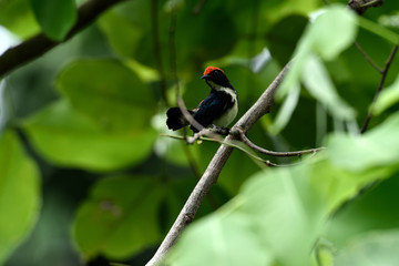 Scarlet - backed flowerpecker