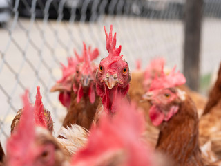 Closeup of brown chickens