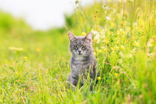  striped cat walks through the summer meadow and rests in the green grass