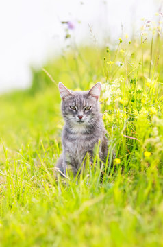 cute striped cat walks through the summer meadow and rests in the green grass
