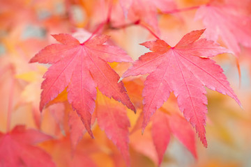 Close up photograph of red maple leaves on a tree against a soft background
