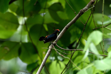 Male scarlet - backed flowerpecker