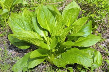 Green, Plant, vegetable, leaf, nature