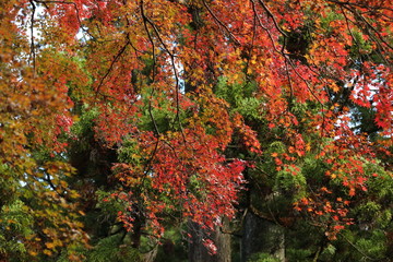 紅葉雨