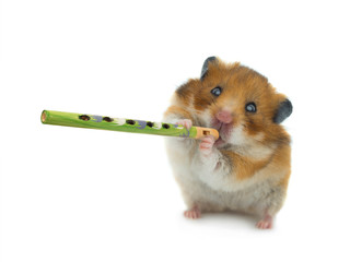 hamster plays sopilke isolated