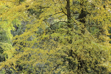 黄色へ変色中の大きな銀杏