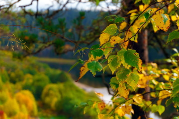 bright autumn birch leaves on a branch on the background of a blurred river landscape