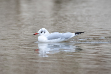 Black-headed gull - Chroicocephalus ridibundus in natural environment