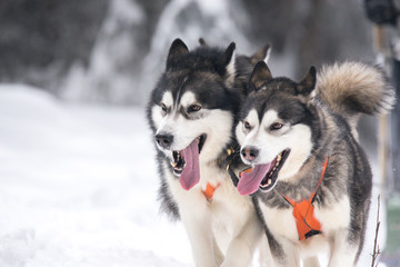 Husky dogs on winter