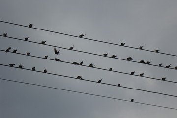 Views of Greece, Birds on a Wire