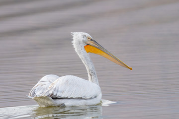 Dalmatian curly pelican (Pelecanus crispus) the world's largest freshwater bird