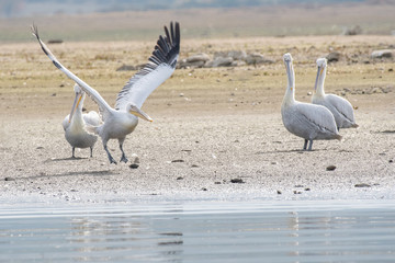 Dalmatian pelican (Pelecanus crispus) shot  at lake Kerkini in Greece. Wildlife in natural habitat