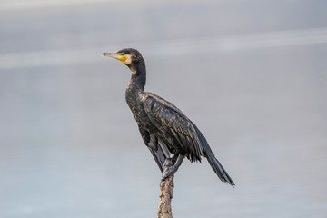 Great cormorant (Phalacrocorax carbo) sitting on a branch