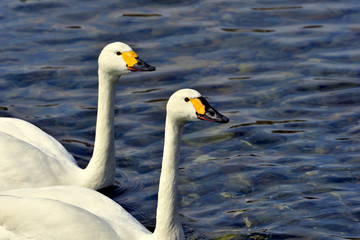 横向きのコハクチョウの顔