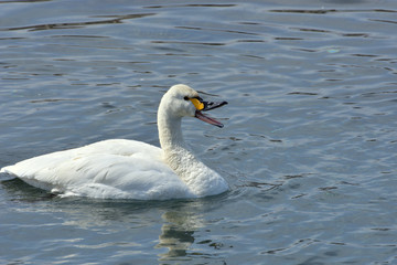 口を開いたコハクチョウ