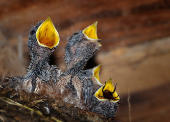 Jungschwalben im Nest  bei der Fütterung
