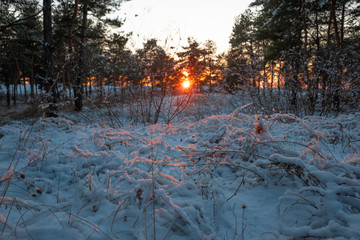 Fototapeta na wymiar winter forest landscape with snow