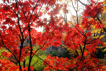 red maple tree in autumn in Korea