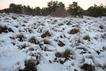 Fototapeta na wymiar dry grass under the snow