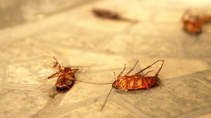 close up huge cockroach dead on the floor outside