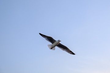 seagull in blue sky