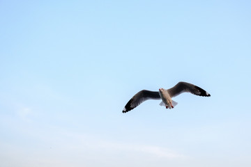 Fototapeta na wymiar alone seagull is flying