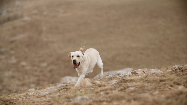 Positive droll golden labrador dog cheerfully running in grass in mountins, ears are flopping in air, doggy runs in direction of camera - slow motion shot