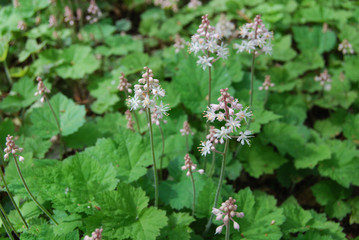 Tiarella cordifolia