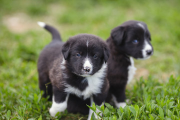 Two puppies on a green lawn in summer.