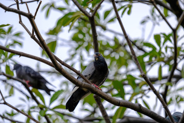 the black bird on the tree