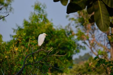 little egret