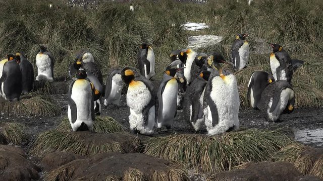 A young king penguin moult and removes his old plumage with his beak on Salisbury Plain on South Georgia in Antarctica