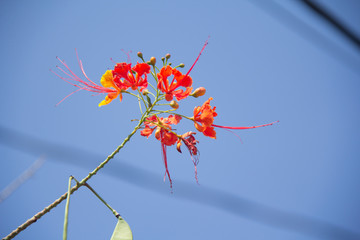 flowers on tree