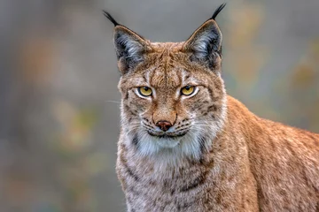 Deurstickers de lynx © Alexandra