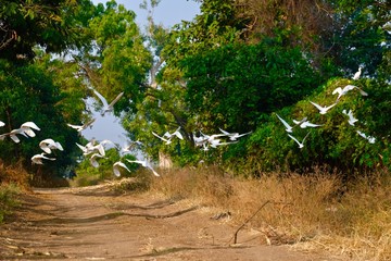 little egret