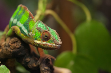 Chamäleon