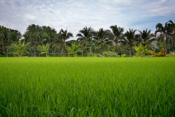Fototapeta premium Green rice field and blue sky