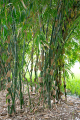 Bamboo in the garden