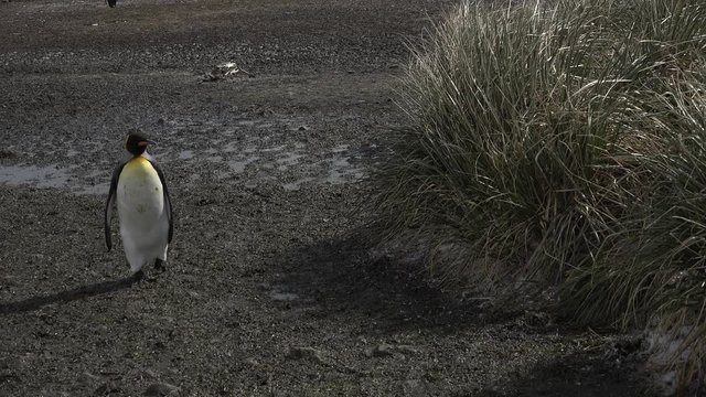 A king penguin is running around on the beach on Salisbury Plain on South Georgia in Antarctica