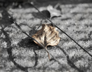 peaceful black and brown one colour close up macro of an separated lonely autumn leaf lying on stone framed by sticks