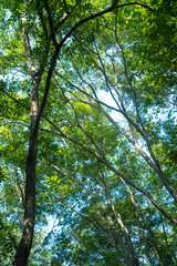 Obraz premium green leaves on the tree