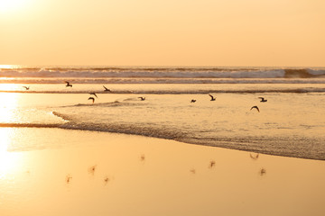 Seabird fly over the sea. Ocean background.